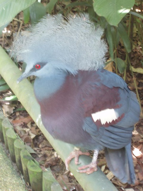 200907291025_Jurong-birdpark-crowned-pigeon