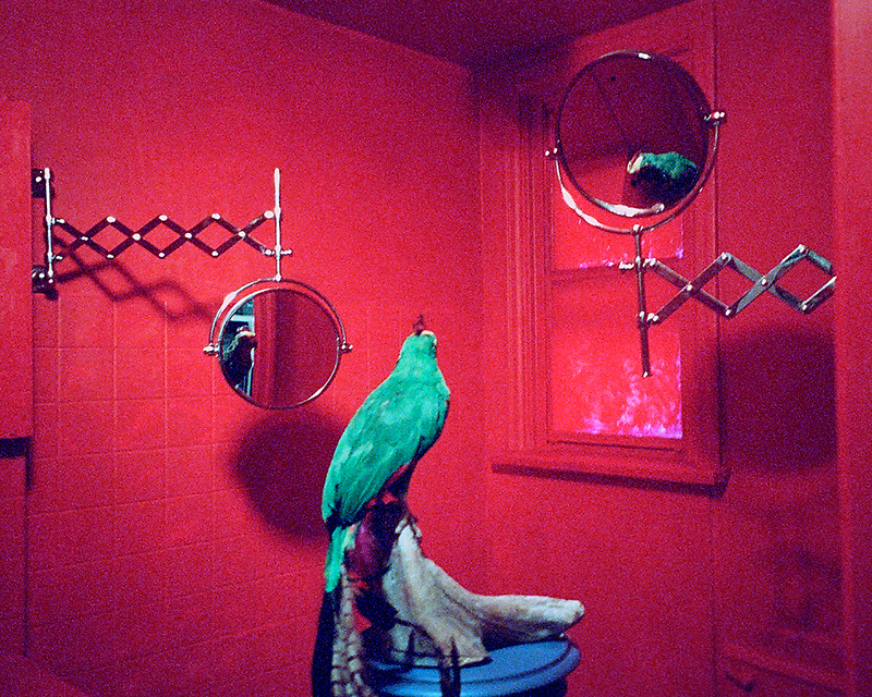 Victory Red Bathroom With Parrot X-Pro03
