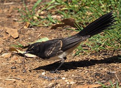 Willie Wagtail (imm.)