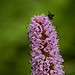 Flower at Denali (360mm / 540mm; 1/1600; f/6.3)