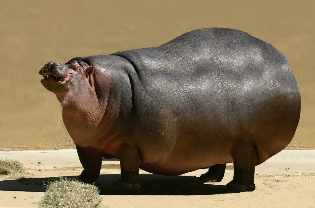 large-hippo-a-photo-on-flickriver