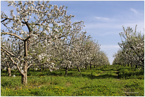flowers apple field fruit spring stacy michigan farm farming blossoms orchard pure muskegon appletrees casnovia niedzwiecki cossolini
