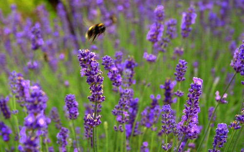 england yorkshire lavender bee bumblebee eastyorkshire woldnewton
