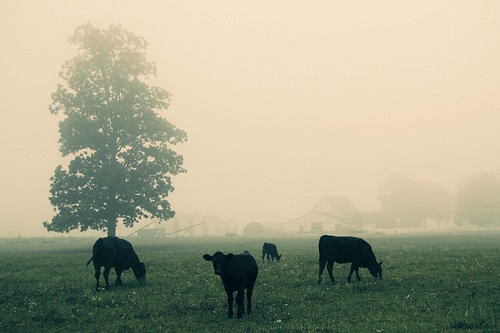 trees mist tree nature field misty fog cow nikon cattle cows farm foggy grazing graze d40 jeremystockwellpix nikond40