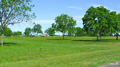 trees field