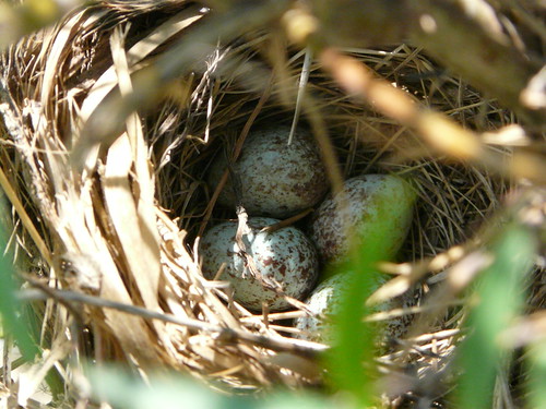 vacation washington nest eggs speckled