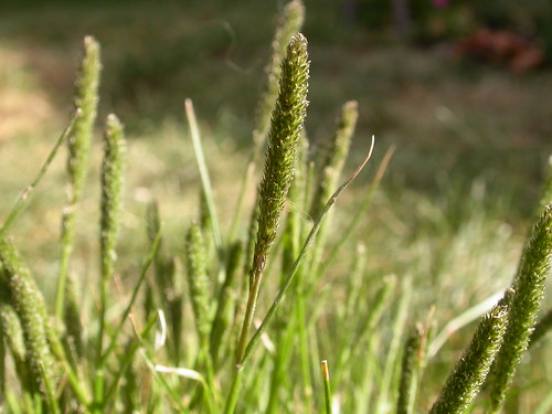 grass montana poaceae perennial cardwell inflorescence bunchgrass crypsis warmseason disturbedsite wetsite heleochloa crypsisalopecuroides foxtailpricklegrass