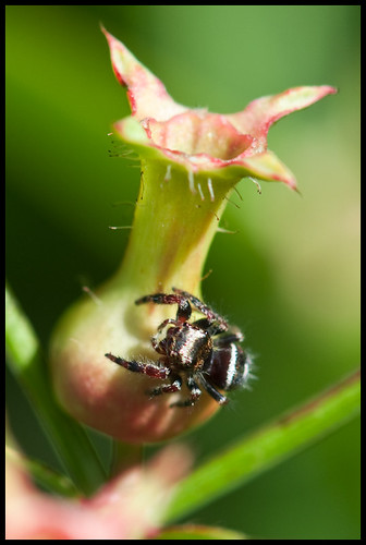 macro spider eat predator jumpingspider 105mm nom 105mmf28gvrmicro