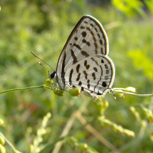 blue india macro butterfly sony lycaenidae aligarh butterflyindia lycaenid dsch50