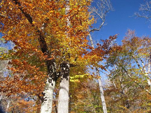 park travel blue trees sky usa green fall nature forest canon landscapes daylight leaf nationalpark scenery view state south country peaceful powershot hills daytime arkansas tranquil ouachitanationalforest sx10is waltphotos