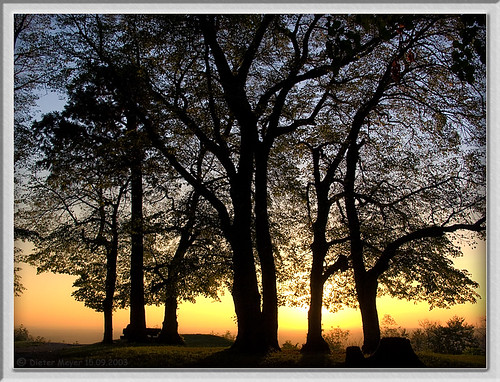 trees sunset golden sonnenuntergang bäume goldenhour hohenstaufen dietermeyer