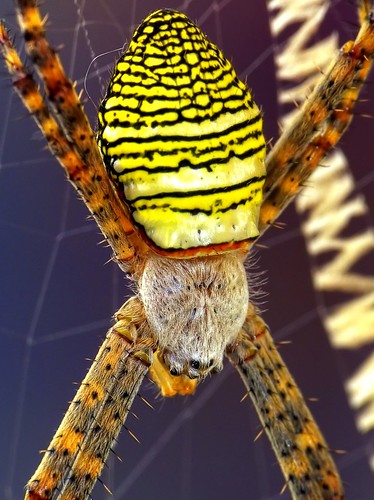 macro animal insect lumix spider arachnid malaysia makro orbweaver argiope raynox aurantia supershot raynoxdcr250 physis stabilimentum abigfave worldbest anawesomeshot fz28 ishafizan