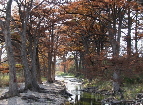 autumn river texas crossing fallcolors rivercrossing baldcypress medinariver banderacounty mlhradio