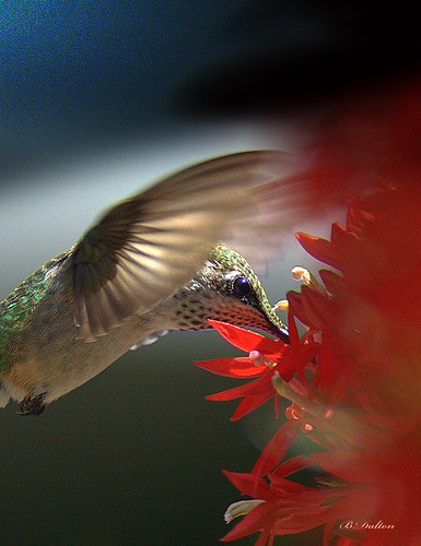 red hummingbird hummingbirds redflower rubythroatedhummingbird cardinalflower archilochuscolubris feathryfriday specanimal explore27 femalerubythroatedhummingbird anawesomeshot lightstylus hummingbirdflying