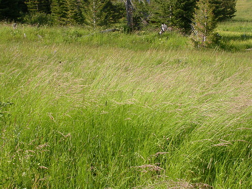 rosspass grass poaceae arrhenatherum arrhenatherumelatius talloatgrass perennial bunchgrass oatgrass habitat coolseason aveneae bridgerrange