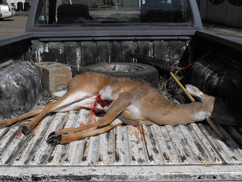 oklahoma animal deer hunt
