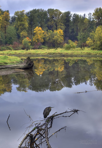 blue autumn fall heron colors leaves vancouver creek river geotagged bank mapleridge kanaka hdr janusz leszczynski albionflats 005103 geo:lat=491987 geo:lon=122579699
