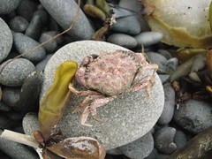 Little crab 