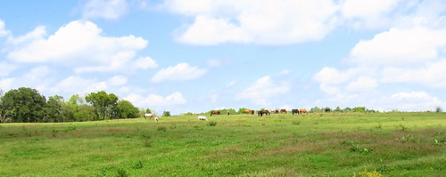 blue horses green field indiana lawrencecounty