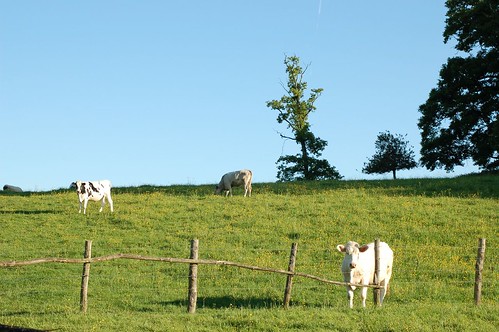 field cow spring champs printemps vache perche barrière bassenormandie