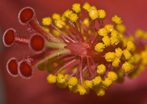 red flower macro yellow closeup nikon hibiscus stamen micro pollen tamron 90mm d80 hibiscuswonder