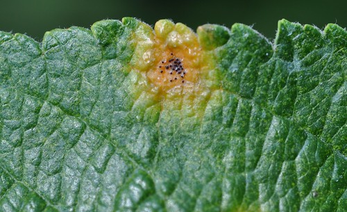 Cedar apple rust lesion with pycnia. Photo courtesy of Alan R. Biggs, West Virginia University.