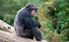 Chimpanzee at La Vallée des Singes