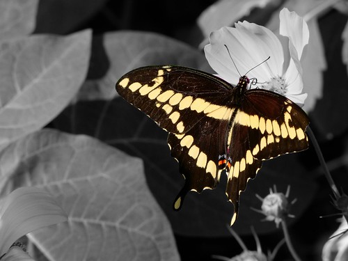 butterfly blackwhite selectedcolor swalloetail cimalacustomphotography