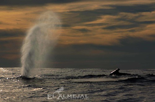 colombia whale choco ballenas joro bahiasolano badas avistamientoballenas