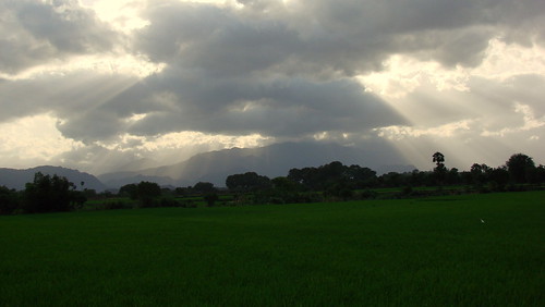 india field paddy agriculture tamilnadu westernghats kallidaikurichi