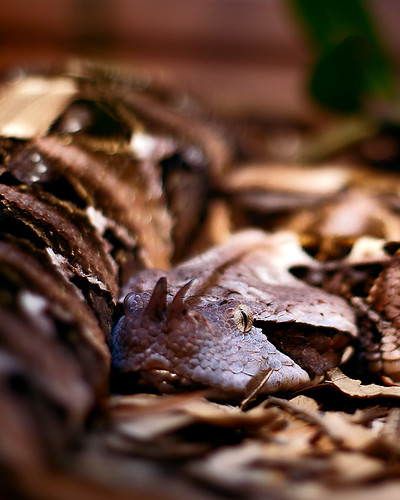 nature zoo dof snake camouflage viper houstonzoo gaboon a350