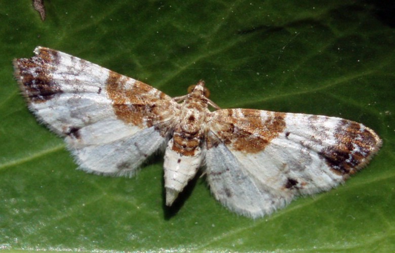 Eupithecia breviculata 4021028797_8e84bf8814_o