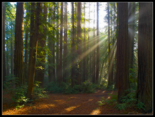 california lighting morning trees green nature sunshine fog landscape oakland haze postcard scenic landmark olympus explore sunburst redwoods e3 alamedacounty 1000views californialandscape zd 1260mm olympuse3