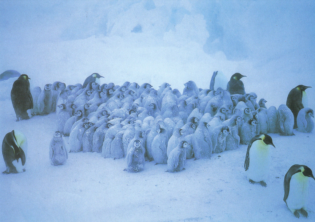 Emperor Penguins Postcard