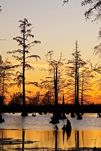 trees sunset sky lake water illinois cypress horshoe