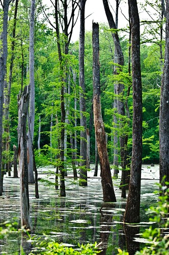 trees tree forest swamp cypress slough forests