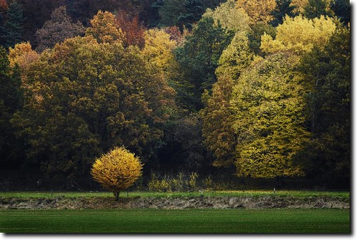 wood autumn trees fall forest landscape deutschland laub herbst foliage landschaft wald bäume niedersachsen hemeln