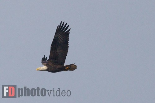 wild birds geotagged bald maryland eagles ef100400mmf4556lisusm conawingodam