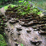 Tree with fungus