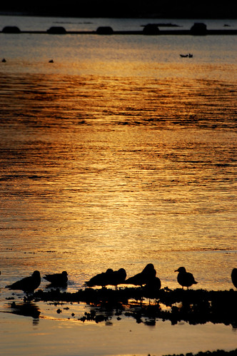 sea seagulls water geotagged gold scotland nikon argyll escocia shore loch schottland gloaming kintyre ecosse campbeltown d40 اسكتلندا