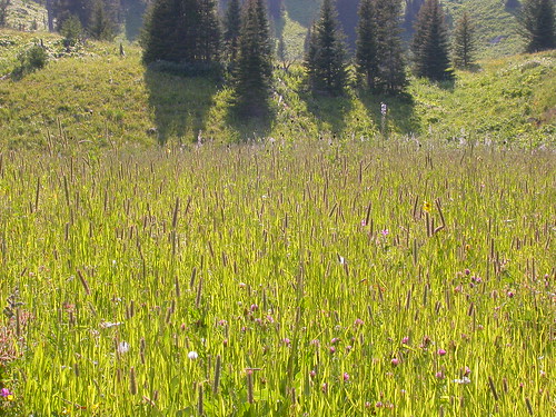 grass timothy habitat poaceae perennial bridgermountains introduced bunchgrass phleumpratense phleum coolseason rosspass drysite montanemeadow