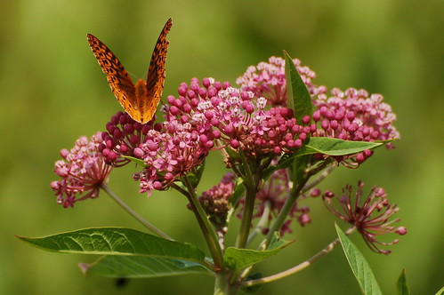 butterfly lakearthur morainestatepark