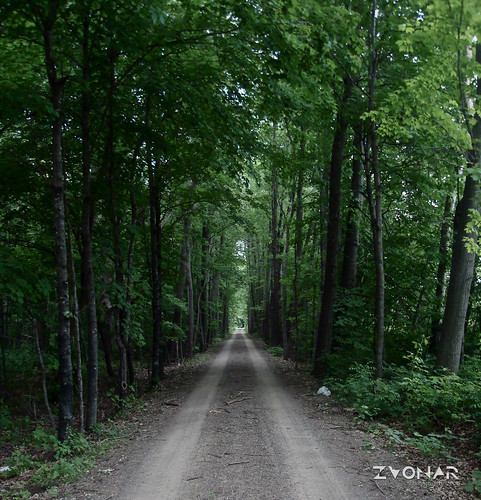 road street trees forest dark woods outdoor ominous down creepy dirt narrow leading zvonar mzvonar