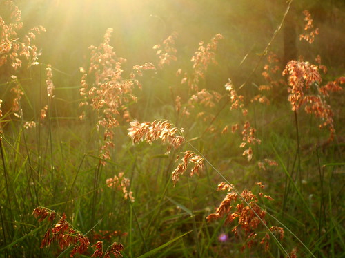 red sun grass rays