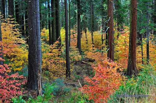 california usa fall pine america forest landscape us fallcolor sierra yosemite redwoods yosemitenationalpark dogwood sierranevada johnmuir darvin ヨセミテ 요세미티 atkeson カリフォルニア州 darv 캘리포니아 美国加州 liquidmoonlightcom 约塞米蒂