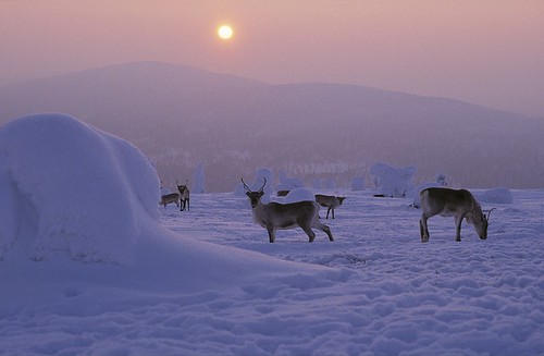 Reindeer in Finnish Lapland