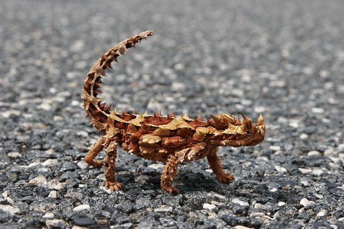 Thorny Devil, south of Kings Canyon