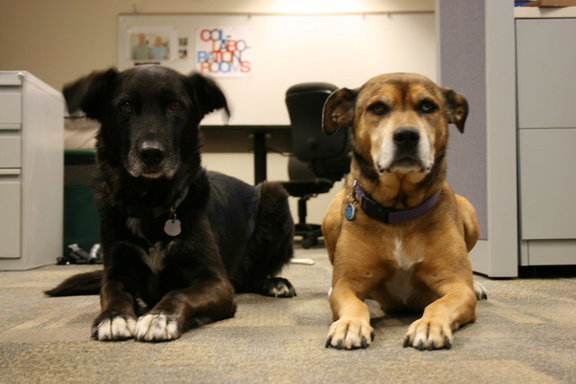 Positive Workplace: Benefits Of "Bring Your Dog To Work Day"