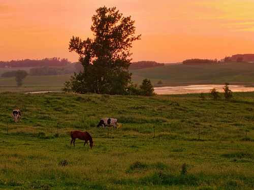 sunset horses field minnesota pond cows sundown rochester pasture hdr grazing byronmn picturenaut