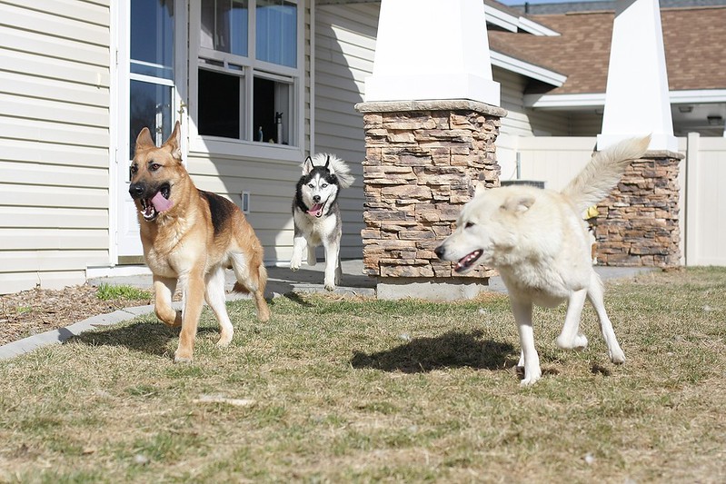 Playdate pics with our 3 and a GSD we might be adopting soon! 12961633883_898d4eefeb_c